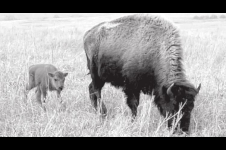 Say “Hello” to the First Baby Bison of 2021 at the Tallgrass Prairie Preserve!