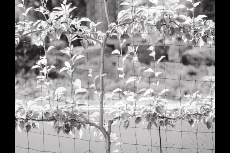 Vertical Gardening Makes Most of Limited Ground Space
