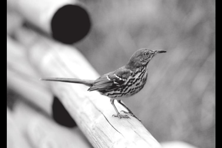 NEXRAD Radar Used to Predict Bird Collisions