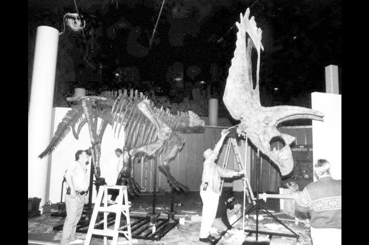 Museum staff and volunteers work to mount Pentaceratops fossil specimens as a fully articulated exhibit for the Sam Noble Museum still under construction in 1997. The fossil was originally excavated in 1941 by OU paleontologist Dr. J. Willis Stovall and his crew in the San Juan Basin of New Mexico. (Photo provided)