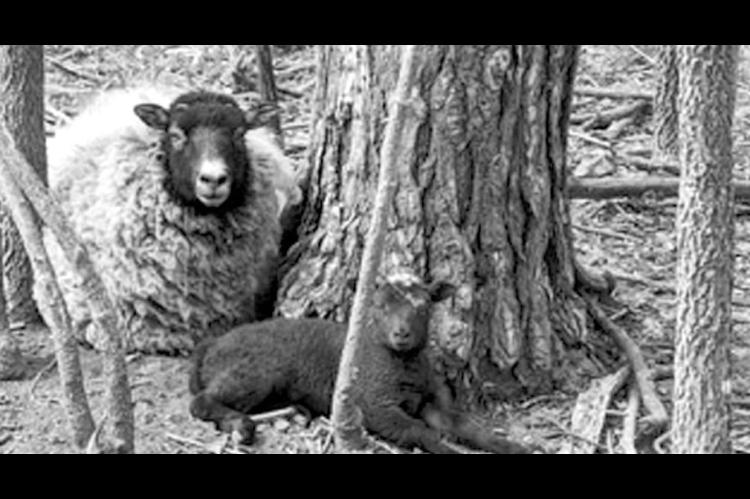 Spring lambs stay with the non-breeding flock until they’re old enough to leave it. (Photo by Keba Hitzeman)