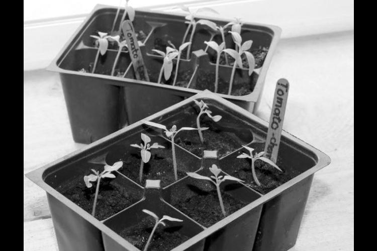 Starting Seeds Indoors Offers Many Benefits