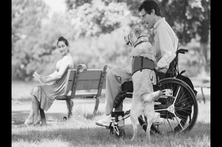 Common Questions About Assistance Dogs