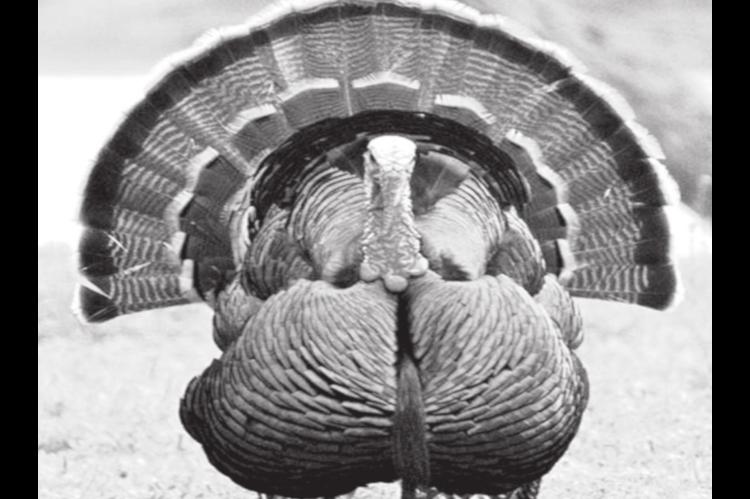 Wildlife Department Wants to Talk Turkey; Survey Asks About Population Decline, Later Season
