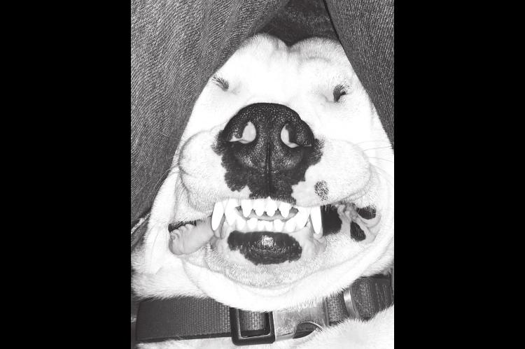 College Holds ‘I Love My Pet’ Photo Contest