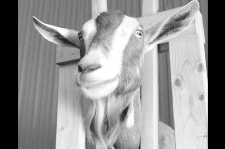 Learn Self-Sufficiency with a Dairy Goat