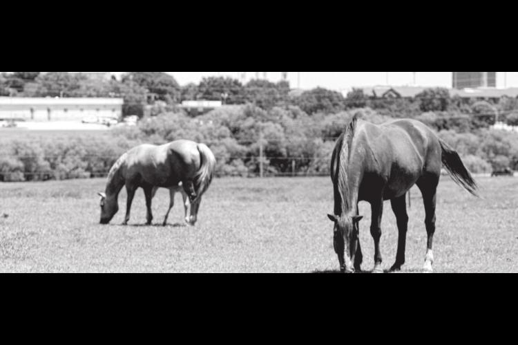 Keep Watch on Obese Horses Eating Green Forage