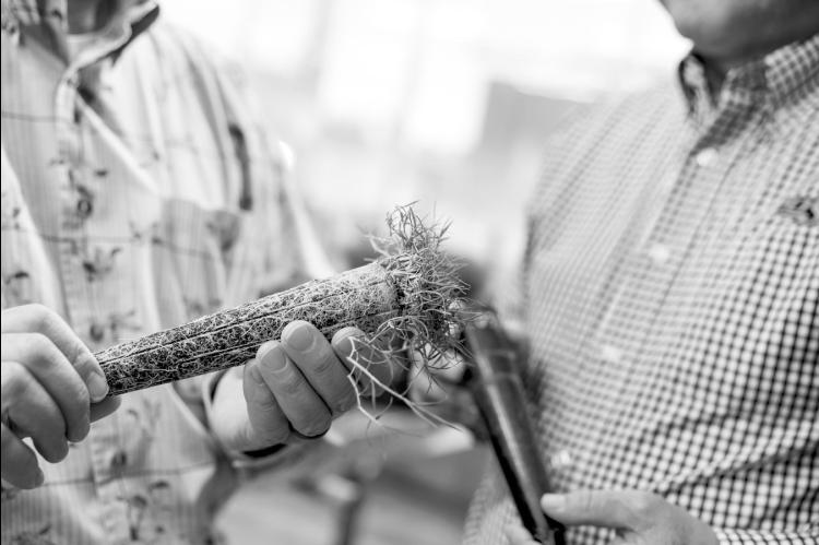 Dennis Martin and Yanqi Wu talk about turf in a greenhouse at Oklahoma State University in Stillwater on Wednesday, Dec. 11, 2024. (Photo by Mitchell Alcala/OSU Agriculture)