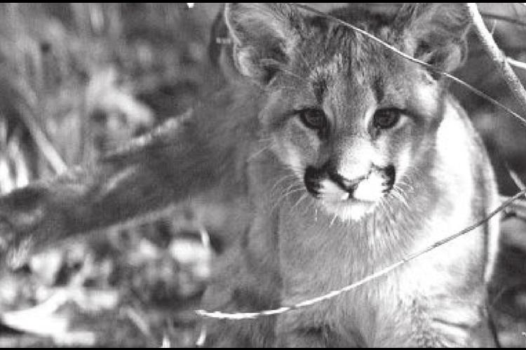 More Mountain Lions Spotted in Oklahoma In 2020 Than Any Other Year, ODWC Says
