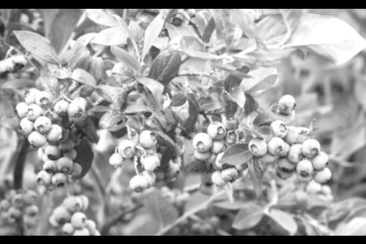 Tips for Planting Blueberries