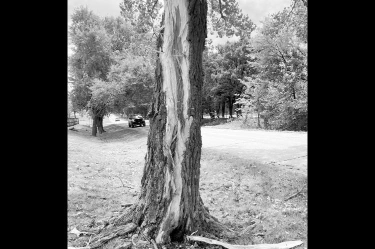 Seminole resident Mark Claborn, who lives east of the city, was not home last Friday morning when lightning struck a tree in his front yard. Upon returning home, he found large pieces of the tree over 50 feet away. —Photo courtesy Ernie Willis
