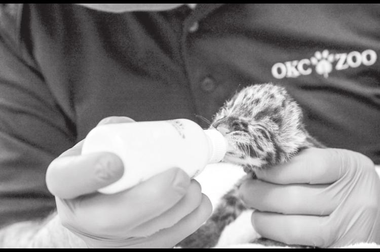 OKC Zoo Announces Birth of Rare Clouded Leopard Kitten