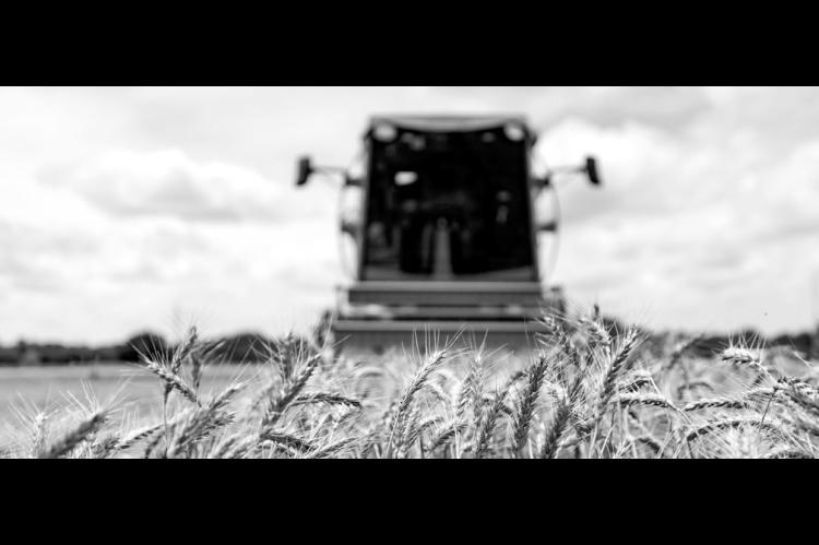 The Small Grains OSU Extension Team harvests demonstration plots at the Agronomy Research Station in Stillwater to evaluate varieties for performance. (Photo by Mitchell Alcala, OSU Agriculture)