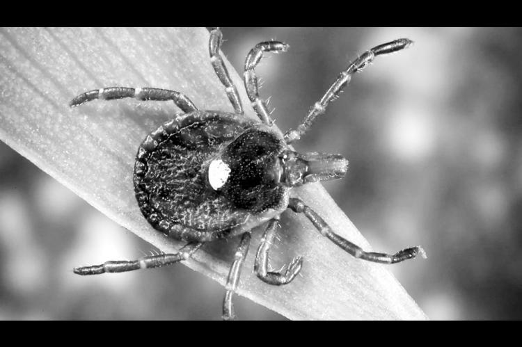 A lone star tick, which is a very aggressive tick that bites humans. A circular rash sometimes follows the bite. (Photo courtesy Centers for Disease Control and Prevention)