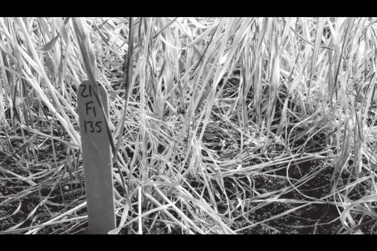 Oklahoma State Recommendations for Checking Potential Freeze Damage in Wheat
