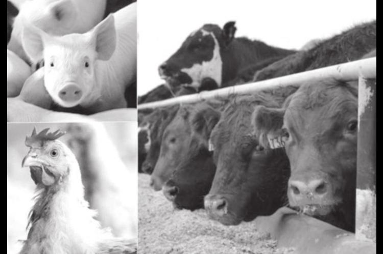 Humane Housing for Safe and Comfortable Livestock