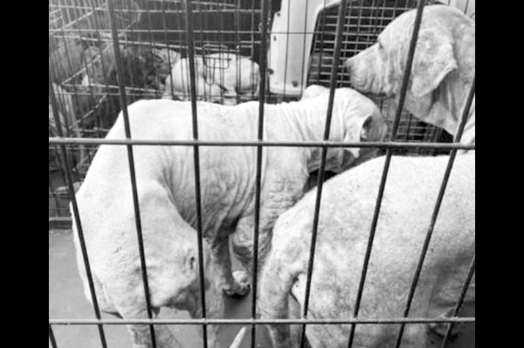 Dogs Rescued From Konawa Recovering At Colorado Facility