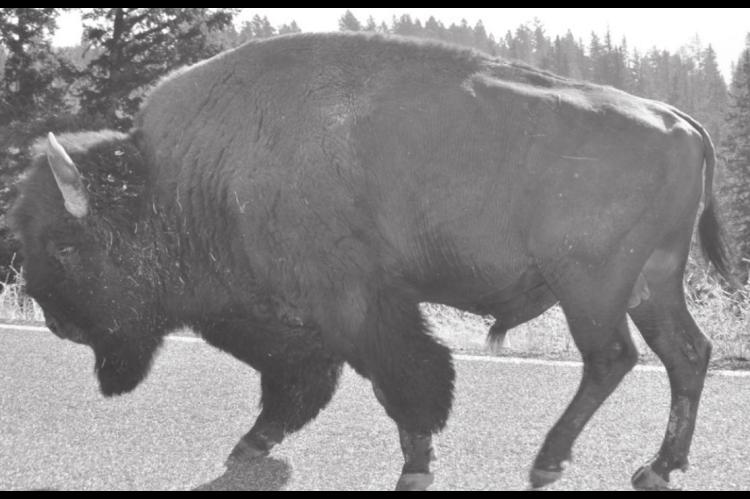 School for the Deaf’s New Mascot Bison Replaces Indians