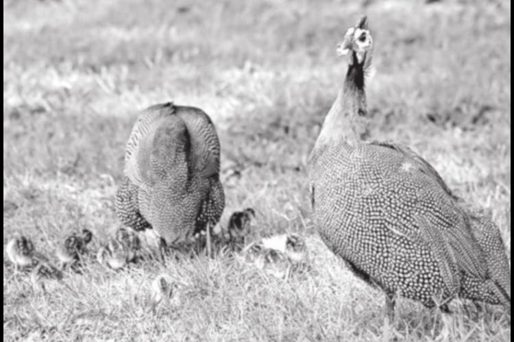 Raising Guinea Fowl on Your Farm