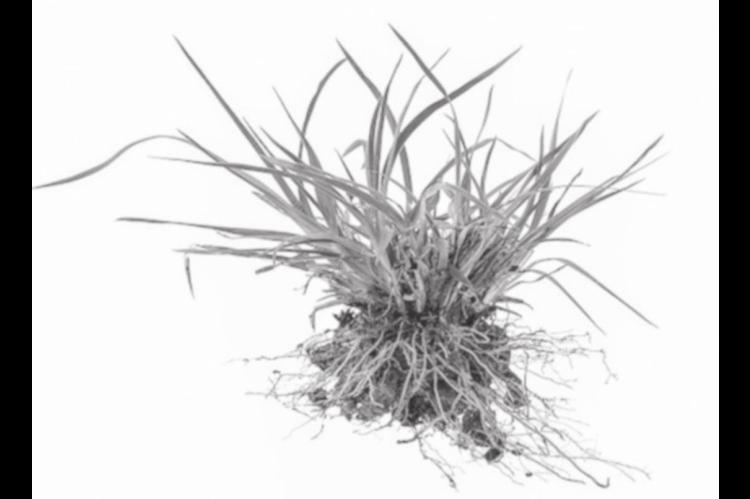 How to Prevent Crabgrass