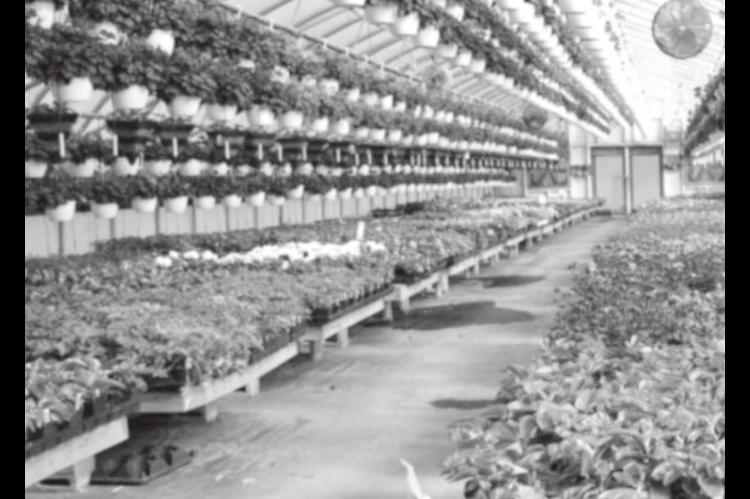Things to Consider Before Building a Greenhouse