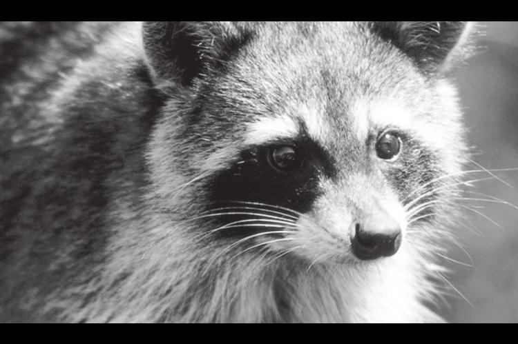 New Animal Rabies Lab Goes Live on Sept. 13