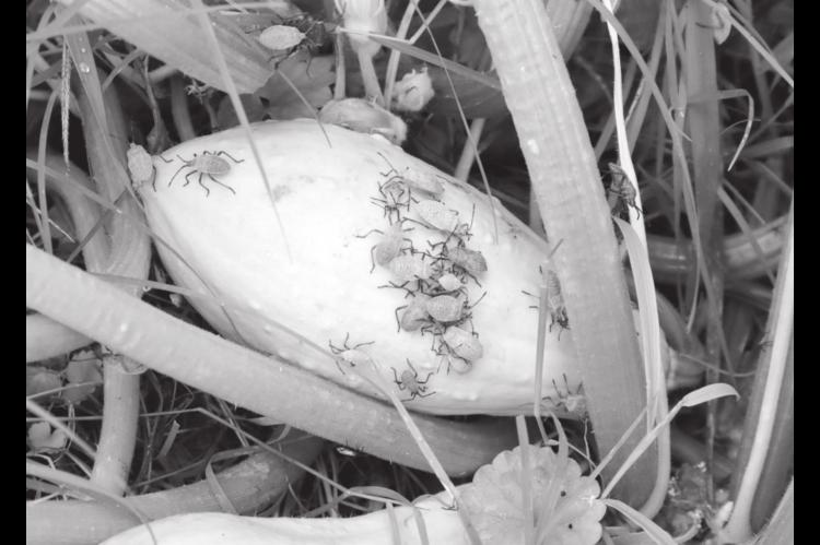 Squash Bugs Put Damper on Successful Gardening