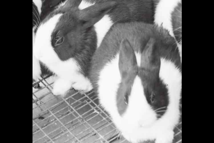 Hop On Over…