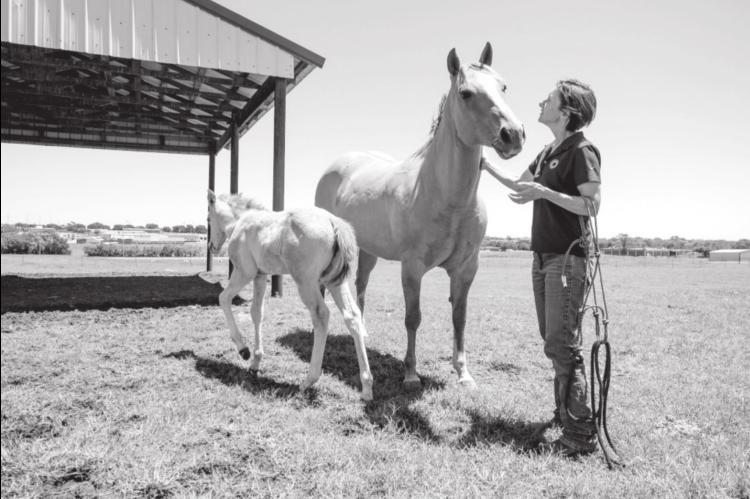 Getting an Orphan Foal to Nurse an Immediate Need
