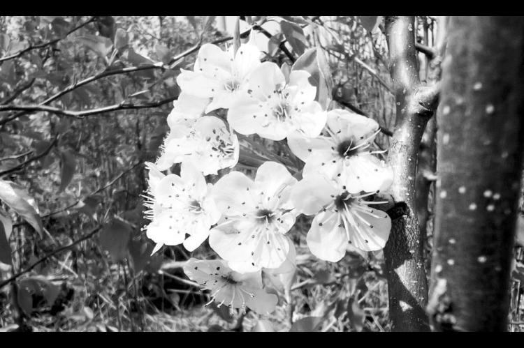 Callery Pear Tree Invasion Continues Across Oklahoma