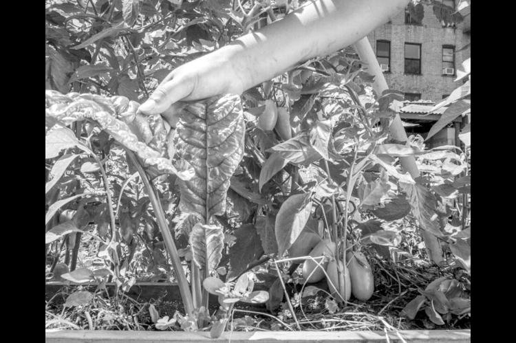 Alejandro Campos works in The Garden of Happiness, in the Bronx in New York City. The Garden of Happiness is more than a natural refuge; it is a focus of community activity and cultural exchange. Members of the garden have organized voter registration dri