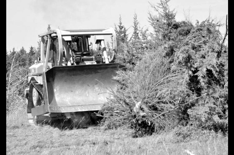 Above: Invasive, water-intensive Eastern Red Cedar trees being mechanically removed. Google has awarded the Oklahoma Conservation Commission a $2.32 million grant to remove the trees in central Oklahoma and restore cropland to native playa wetlands in the panhandle. (Photo courtesy OCC)