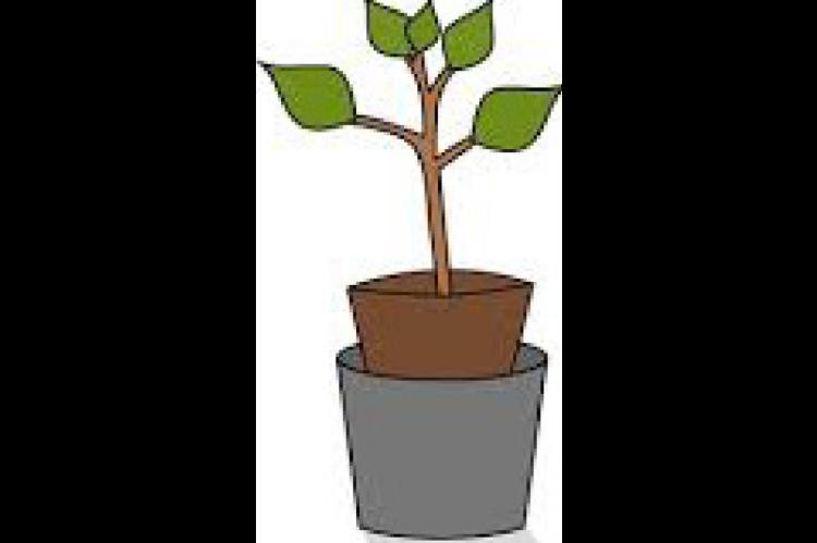 How to Plant a Tree for Successful Growth