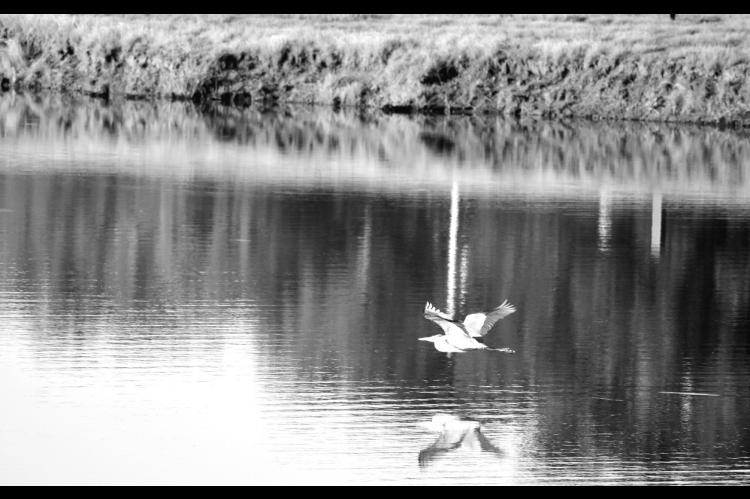 A Blue Heron takes flight from Magnolia Lake on the grounds of the Reynolds Wellness Center in late May. On Friday, June 13 the inaugural “405 Sunset Market” will take flight at 6 p.m. at the Wellness Center, and will feature vendors of locally produc