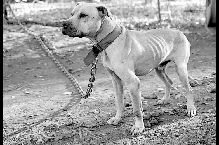 A chained dog stares into the distance as it and more than 260 other animals are rescued from a property in Ninnekah, Oklahoma, on Wednesday, Dec. 11. Ninnekah is about 100 miles southwest of Seminole. (Humane Society)