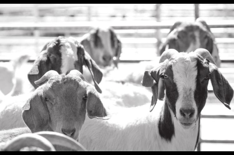 Oklahoma’s Meat Goats Tough Out COVID-19 Disruptions