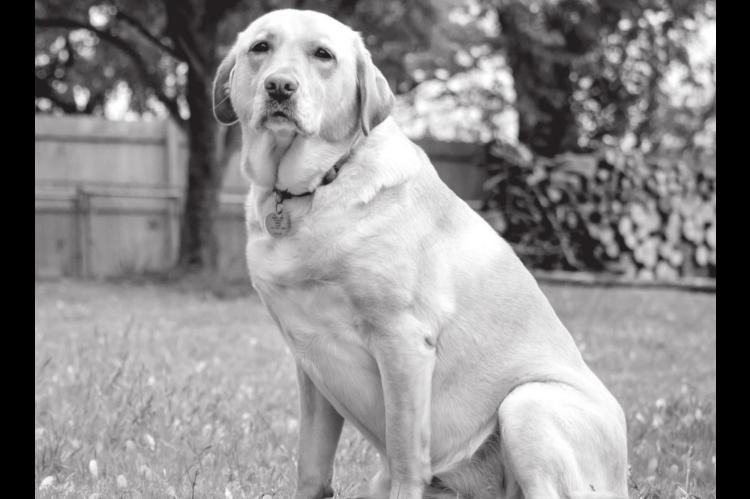 Pest Control Vital for Overall Pet Health