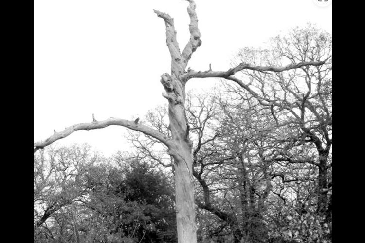 Tree Snags: Important Pillars of Life