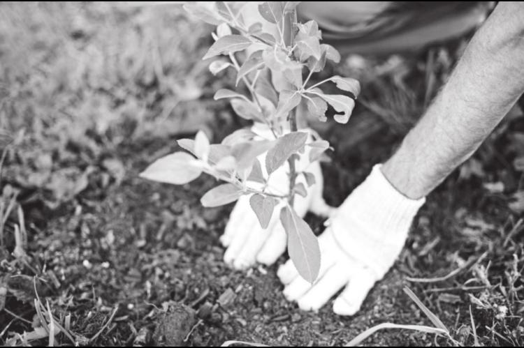 Four Tips to Ensure You’re Putting the Right Plant in the Right Place