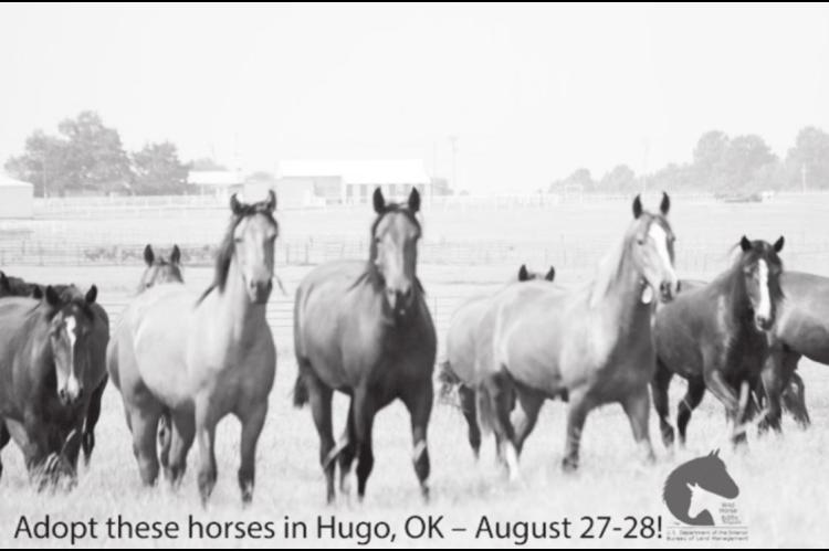 BLM Hosting Wild Horse, Burro Adoption Event Later This Month