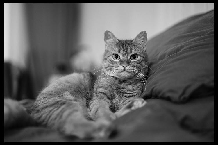 The Purrfect Guide to Helping Cats Adjust to A New Home