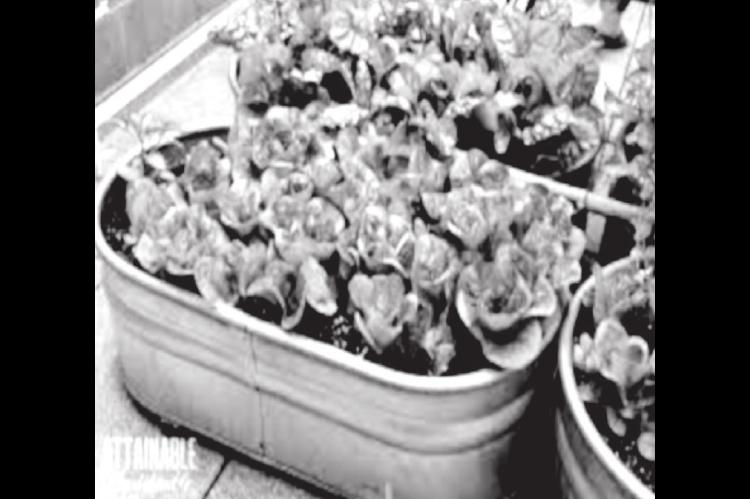 Contain Your Enthusiasm: The Basics Of Container Gardening