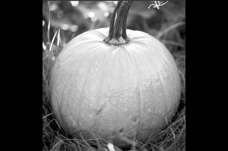 In this article, experts share tips on growing your own pumpkin plants. pumpkins are known as fall decorative staples, especially when it comes to Halloween. (Stock photo)