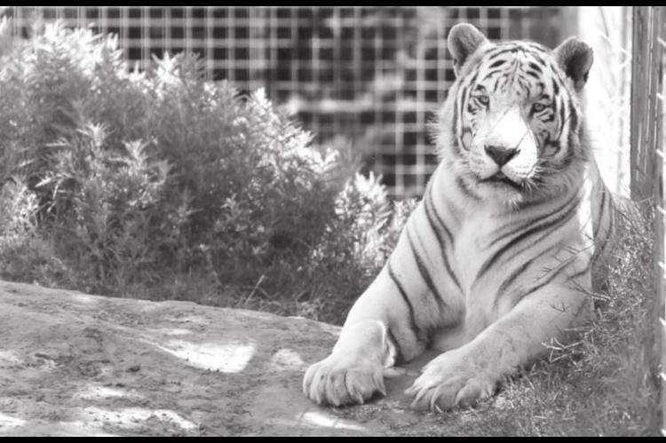 Lawyer: ‘Tiger King’s’ Jeff Lowe Willing to Give Up Big Cats