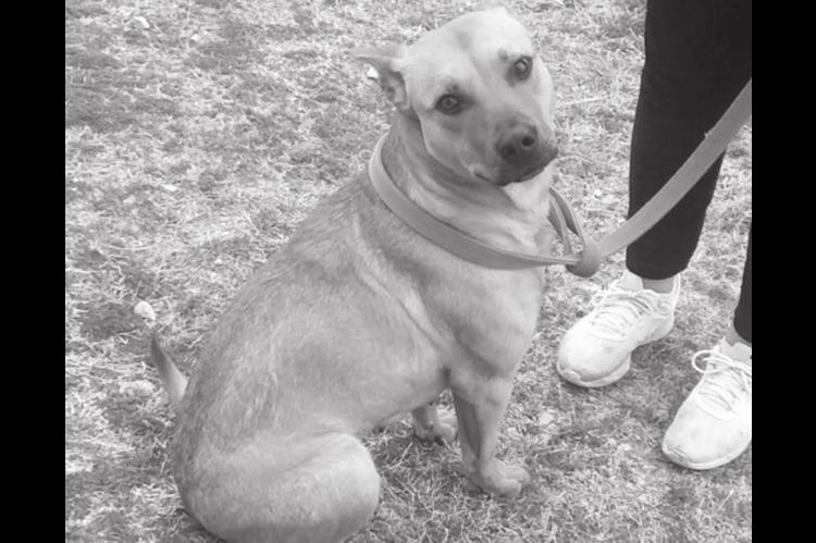 Foster Dogs Need Homes…