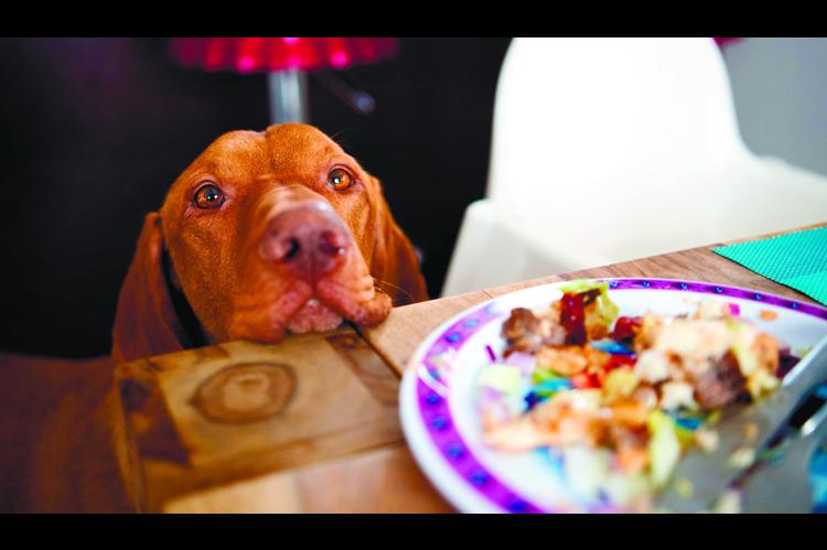 Beware of Human Foods Toxic to Pets