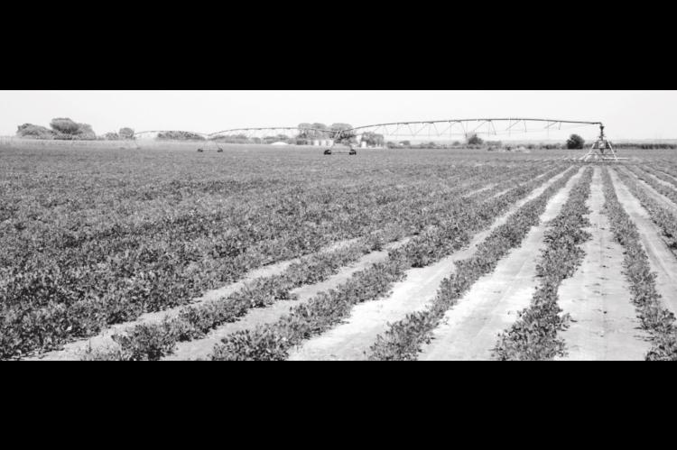 Premier Oklahoma Peanut Educational Event Going Virtual on March 25