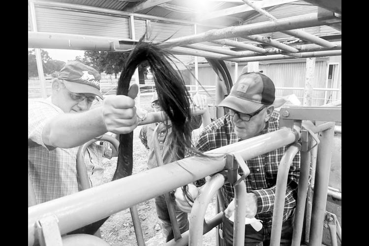 Current Seminole County Cattlemen’s Association member and State Representative Danny Williams learns how to collect a blood sample to check for pregnancy testing using the BioPRYN system during the association’s recent August educational meeting. (Courtesy photo)