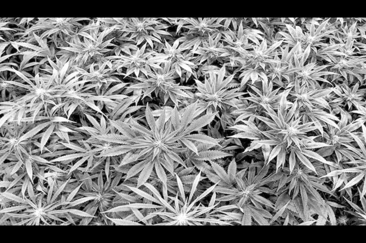New Law Addresses Foreign Pot Growers