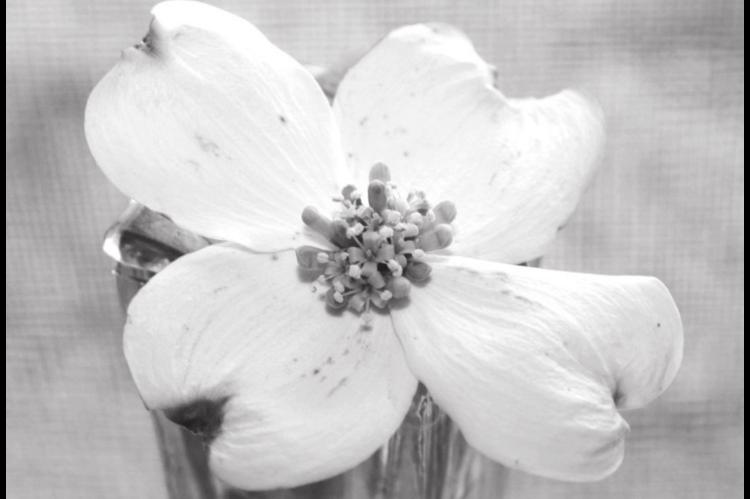 Story of the Dogwood